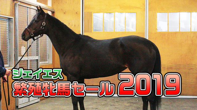 【競走馬セリ】ジェイエス冬季繁殖牝馬セール2019