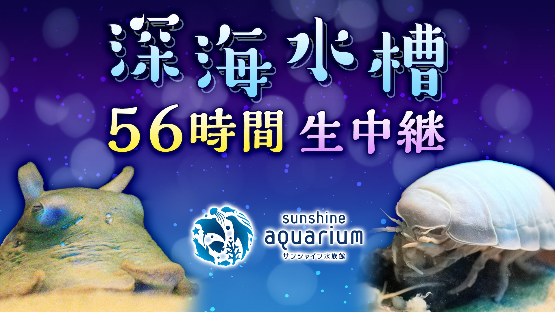 深海水槽56時間生中継 サンシャイン水族館 今月のいきもの 19 01 19 土 10 00開始 ニコニコ生放送