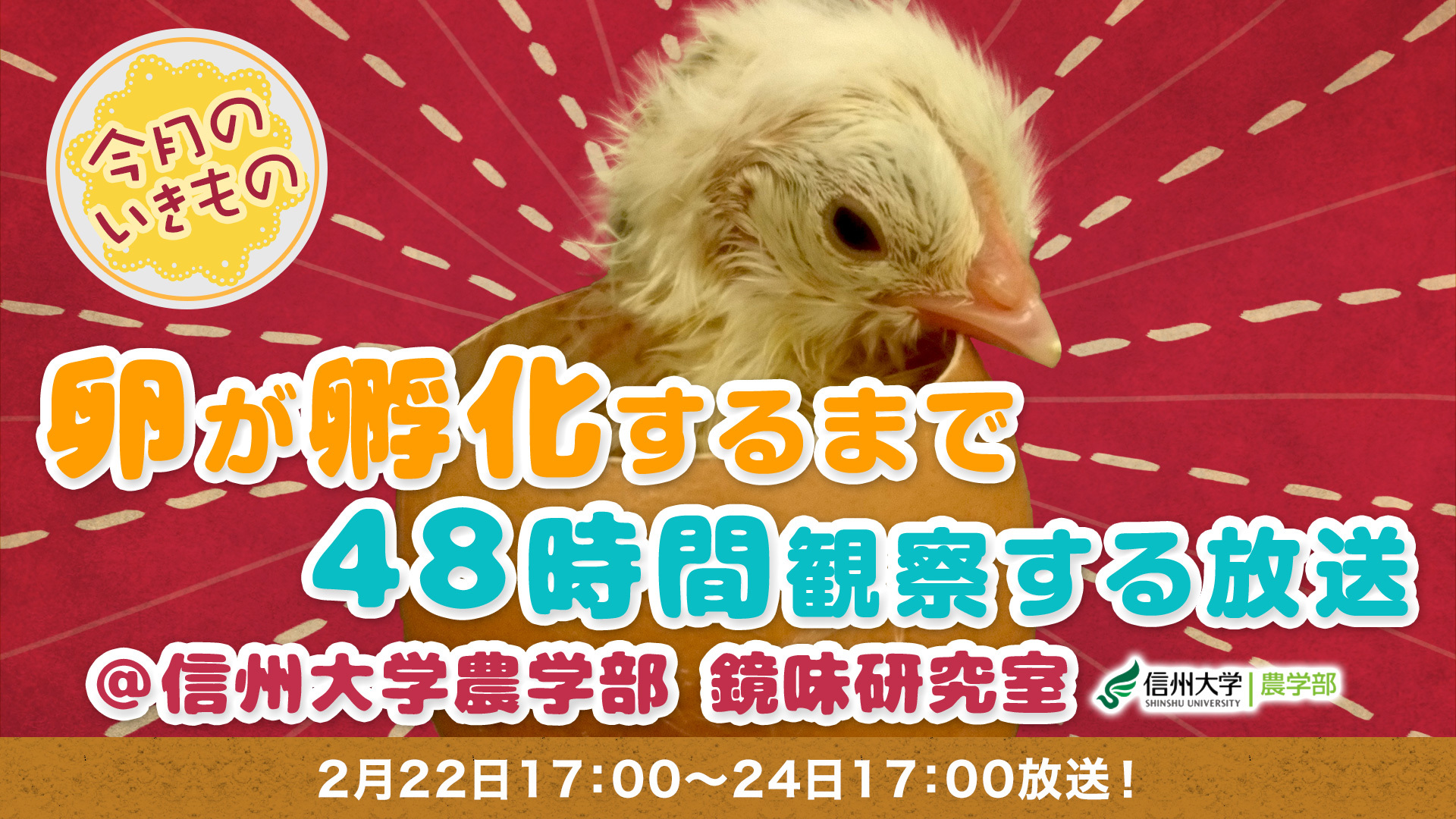 鶏の卵が孵化するまで48時間観察する放送 信州大学農学部 今月のいきもの 19 02 22 金 17 00開始 ニコニコ生放送 鶏の卵が孵化するまで48時間観察する放送 信州大学農学部 今月のいきもの 19 02 22 金 17 00開始 ニコニコ生放送