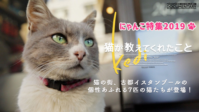 にゃんこ特集2019『猫が教えてくれたこと』ドキュメンタリー