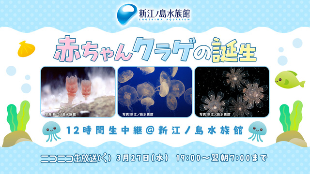 赤ちゃんクラゲの誕生12時間生中継＠新江ノ島水族館