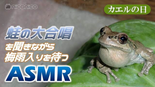 【各地で梅雨入り】カエルの求愛の鳴き声に耳を傾ける放送@栃木県某所の水...
