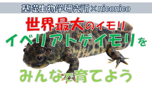 世界最大のイモリ イベリアトゲイモリをみんなで育てよう 基礎生物学研究所 Niconico 8月23日 19 08 23 金 14 00開始 ニコニコ生放送