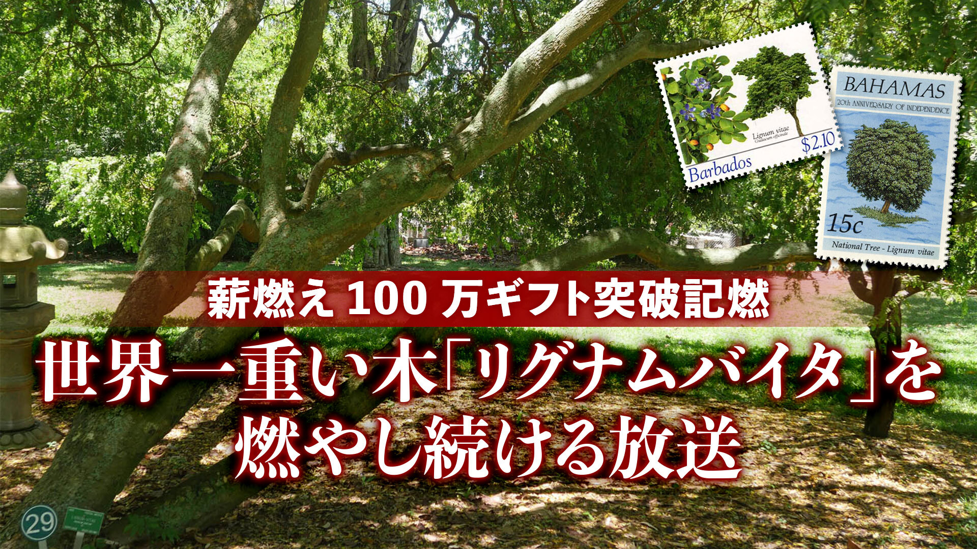 薪燃え100万ギフト突破記燃 世界一重い木 リグナムバイタ を燃やし続ける放送 01 30 木 19 00開始 ニコニコ生放送