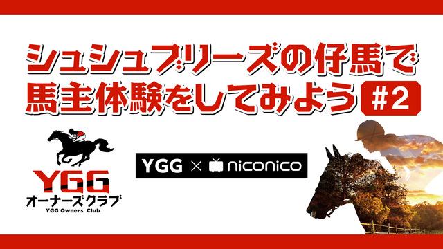 シュシュブリーズの仔馬で馬主体験をしてみよう#2【YGG×niconi...