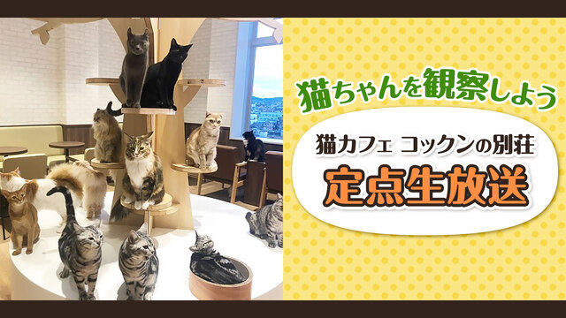 【猫ちゃんを観察しよう】猫カフェ コックンの別荘 定点生放送【1日目】