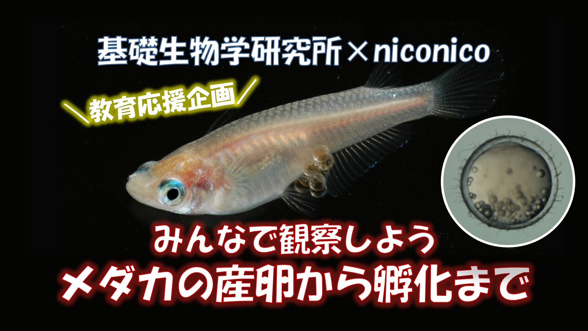 教育応援企画 みんなで観察しよう メダカの産卵から孵化まで 6月17日 06 17 水 08 30開始 ニコニコ生放送 教育応援企画 みんなで観察しよう メダカの産卵から孵化まで 6月17日 06 17 水 08 30開始 ニコニコ生放送