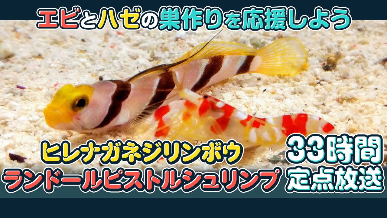 エビとハゼの巣作りを応援しよう ヒレナガネジリンボウ ランドールピストルシュリンプ 33時間定点放送 6 27 土 9 00開始 ニコニコ生放送 エビとハゼの巣作りを応援しよう ヒレナガネジリンボウ ランドールピストルシュリンプ 33時間定点放送 6 27 土 9 00開始 ニコニコ生放送
