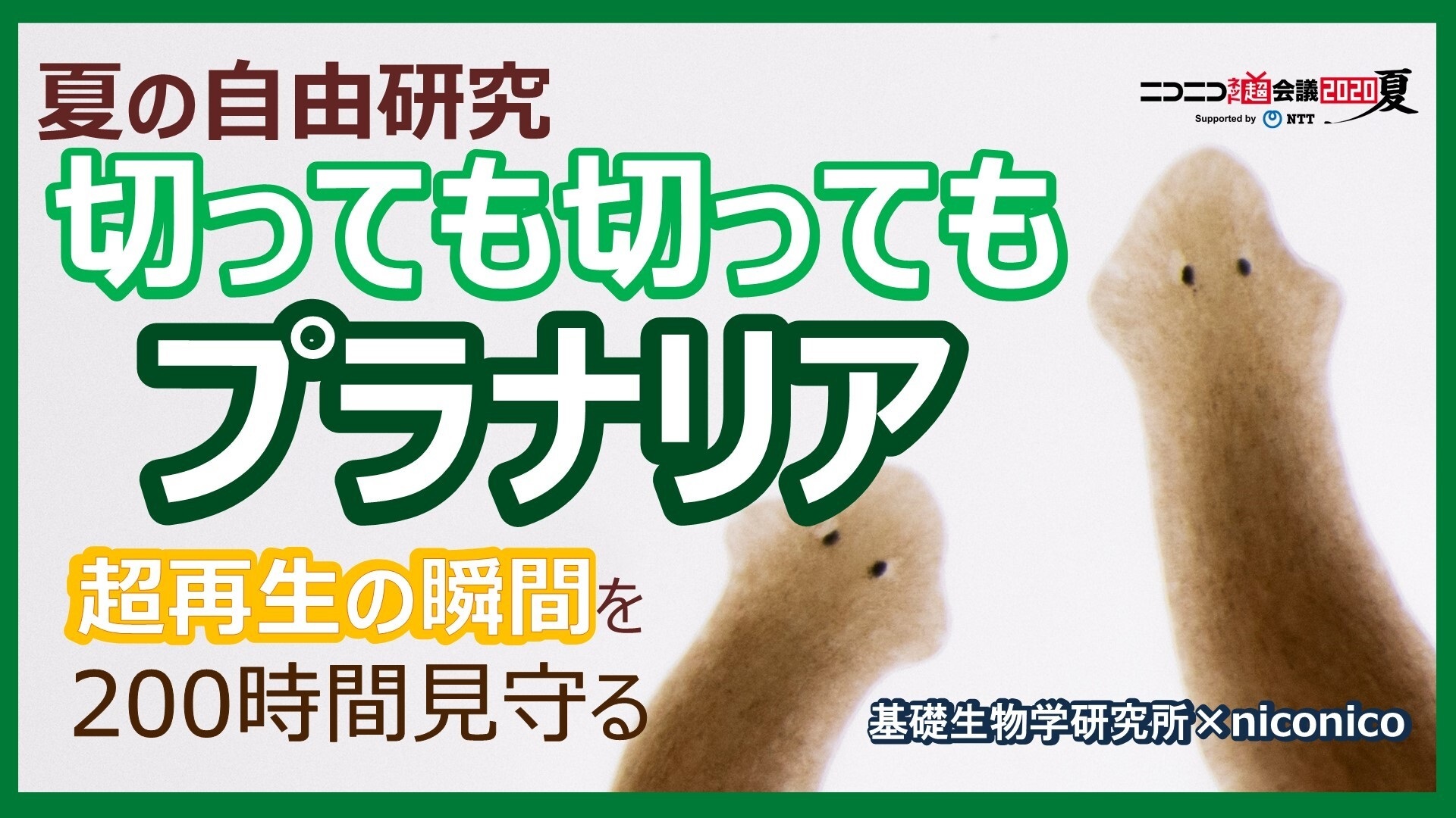 切っても切ってもプラナリア 超再生の瞬間を0時間見守る夏の自由研究 ニコニコネット超会議夏 8 12 16 08 12 水 21 00開始 ニコニコ生放送