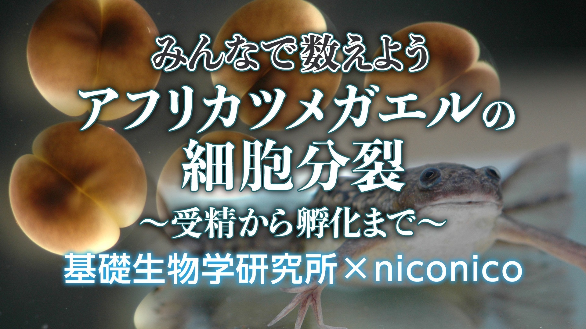 みんなで数えよう アフリカツメガエルの細胞分裂 受精から孵化まで 基礎生物学研究所 Niconico 再放送 8 5 水 18 00開始 ニコニコ生放送