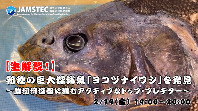 【生解説】新種の巨大深海魚「ヨコヅナイワシ」を発見 ～駿河湾深部に潜む...