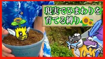 【実況】ヒマナッツが瀕死になったら「現実でひまわりを育てる」縛り（Part⑫）