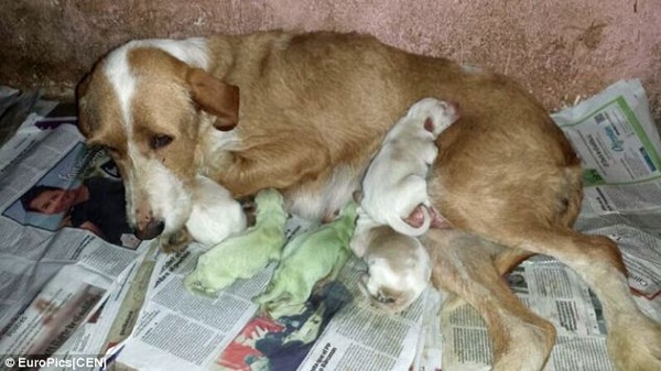 スペインで 緑の犬 が生まれる 幸運のゴールが生まれるか ニコニコニュース