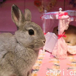 Ske48高柳明音が撮影した心癒されるカワイイ生き物 パンツ好きじゃないことを強調 ニコニコニュース