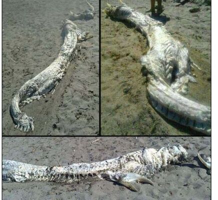 八つ裂きか スペインで ハク様 に似た龍のような生物が発見される ニコニコニュース