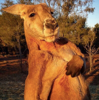 オッサンかよ マッチョすぎるカンガルー 最新画像でさらに鍛えぬかれた肉体を披露 ニコニコニュース