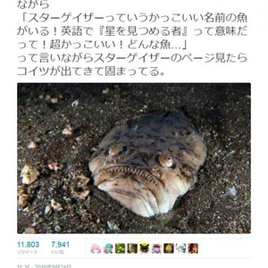 スターゲイザーっていうかっこいい名前の魚がいる お魚図鑑の写真に衝撃 Twitter で話題に ニコニコニュース