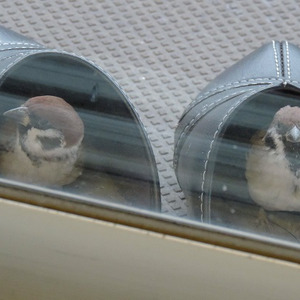 ベランダ用のサンダルで寒さをしのぐ スズメ がめっちゃ可愛い