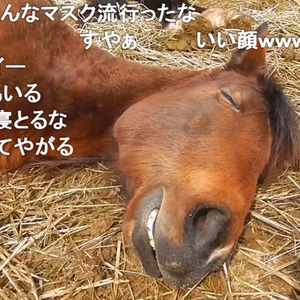 スヤァ 熟睡している馬の表情がオッサン可愛い 見ているこっちが癒やされる寝顔に 野生を忘れてる 女房とおなじだ ニコニコニュース