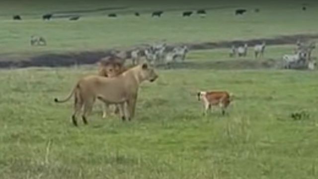 なんかヤバそうだから触らんとこ Byライオン 百獣の王に向かって吠えたてる犬 ニコニコニュース