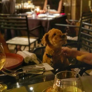 犬専用フレンチで愛犬と共に家族でディナー フレンチレストラン Favori代官山 のオープンテラスで Dogフレンチ ニコニコニュース