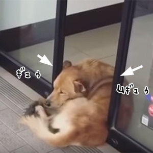 コンビニの自動ドアに抱きしめられたい犬のいる風景 タイ ニコニコニュース