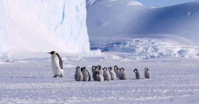 両親が漁に出ている間 子育てのないペンギンが子供たちを預かる ペンギン保育園 に癒される ニコニコニュース