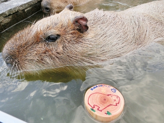 11月26日 いい風呂の日にカピバラ温泉 ヒノキ風呂開催 昭和レトロな温泉銭湯玉川温泉 埼玉県こども動物自然公園 ニコニコニュース