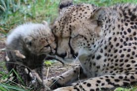 飼育員を食うんや と動物園のチーターに命じていた不審な男が逮捕される なおチーターは無視 ニコニコニュース