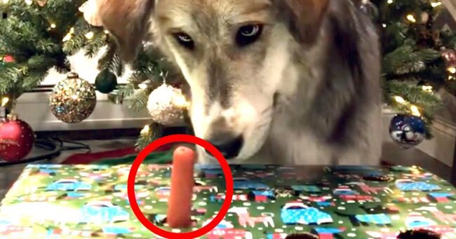 犬にソーセージでモグラ叩きをやってみた動画が話題に 途中で起こるハプニングが可愛すぎ笑 ニコニコニュース