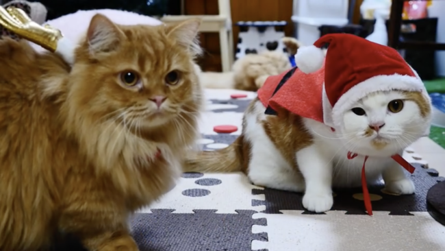 猫界のクリスマスパーティー に参加してみた ニコニコニュース