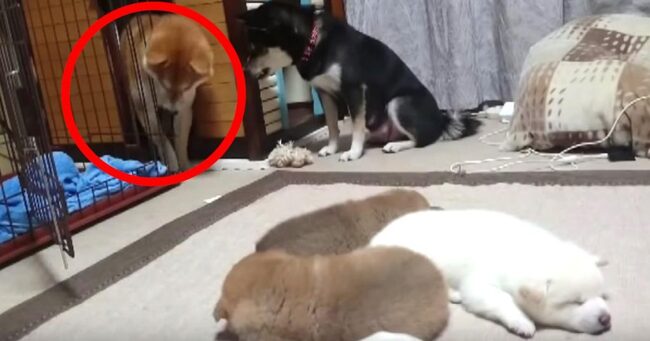 ご ごめんさい 調子に乗って子犬たちををからかいすぎたパパ犬が ママ犬の逆鱗に触れてしまいしょんぼりする笑 ニコニコニュース