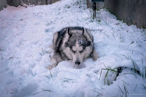 朝から雪ばっかり食べる愛犬に そろそろ家に入ろう と言った時の顔 ニコニコニュース