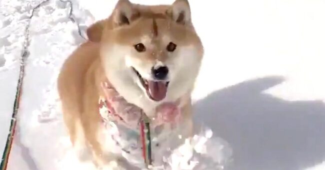 雪が楽しすぎる柴犬 ちょっと進むたびに顔をズボズボ埋める姿が可愛すぎると話題に ニコニコニュース