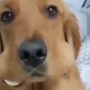 台所からゆで卵が消えただと 消えたゆで卵 愛犬の頬から発見された ニコニコニュース