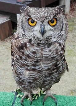 東京 杉並区に出没した ミミズク ところで フクロウ とどう違う ニコニコニュース