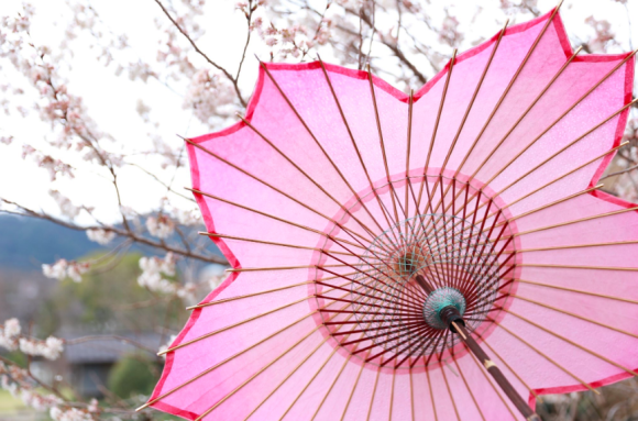 桜の花びらがモチーフ 開くとぱっと花が咲く 桜和傘 が4月1日より販売開始 ニコニコニュース