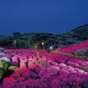 G Wに10万本のつつじ 小室山公園夜つつじ散歩 開催が決定 Snsで