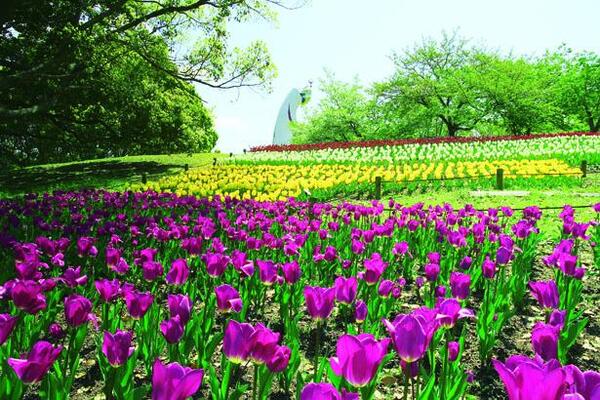 ファミリーのおでかけにおすすめ 春の万博記念公園は 太陽の塔を背景に一面の花畑が ニコニコニュース