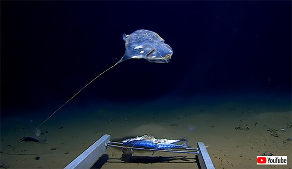 インド洋の深海でufoみたいな謎の生物が発見される ジャワ海溝初の有人潜水 ニコニコニュース