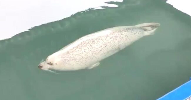 アザラシってどうやって寝るの という質問で 動物園が公開したアザラシが寝る動画が話題に ニコニコニュース