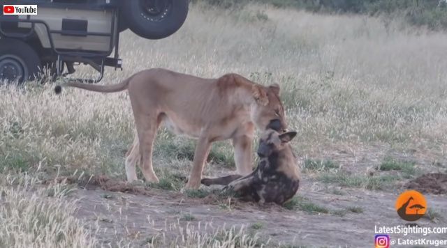 えっ まさか生きていたの 決死の 死んだふり でまんまとライオンから逃れたリカオン ニコニコニュース