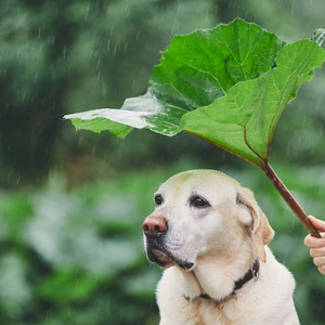 梅雨の時期に注意したい愛犬トラブルと 愛犬が梅雨を快適に過ごすコツ ニコニコニュース