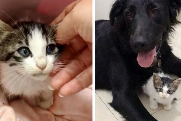 保護犬を連れた女性に助けを求めに来た野良の子猫 犬と子猫が特別な絆を結ぶ イスラエル ニコニコニュース
