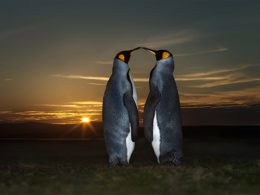 放置されたペンギンの卵 代わりに温めたのは ニコニコニュース