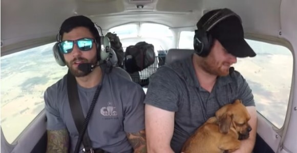 安楽死処分寸前で2人のパイロットに救助され アリゾナからアラバマまで飛んだ23匹の犬たち アメリカ ニコニコニュース