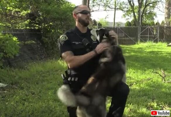 フェンスにくくりつけられたハスキーを救出した警官 すっかりほれ込み無事飼い主となる ニコニコニュース