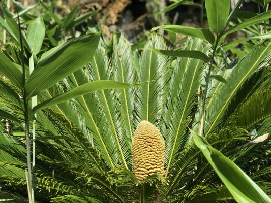 温暖化の影響で植物が長い眠りから目覚める イギリスで6000万年ぶりにソテツの雄花と雌花が開花 イギリス ニコニコニュース