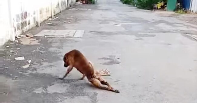 インスピレーション 犬演技足
