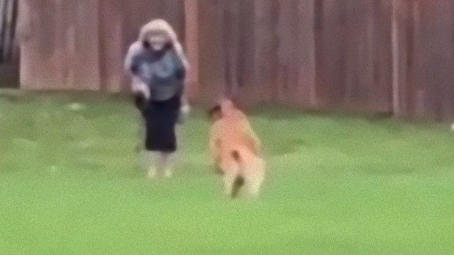 お散歩中に再会 大好きなおばあちゃんを発見した犬の見せた猛ダッシュ 真っすぐな愛 ニコニコニュース
